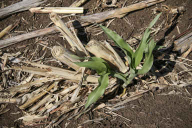 APII jpeg image of Sorghum bicolor  © contact APII