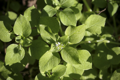 APII jpeg image of Stellaria media  © contact APII