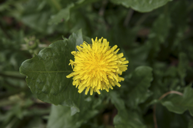 APII jpeg image of Taraxacum officinale  © contact APII