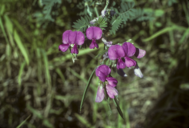 APII jpeg image of Tephrosia glomeruliflora  © contact APII