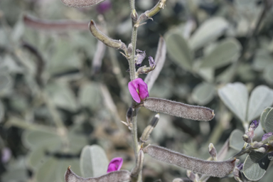 APII jpeg image of Tephrosia rosea  © contact APII