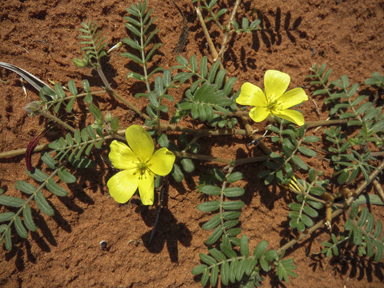 APII jpeg image of Tribulus terrestris  © contact APII