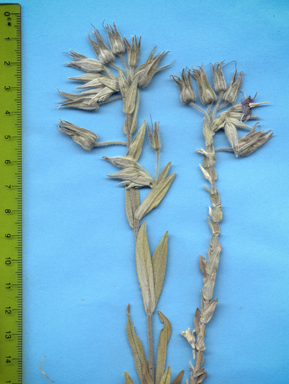 APII jpeg image of Trichodesma zeylanicum  © contact APII