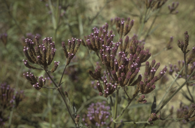 APII jpeg image of Verbena bonariensis  © contact APII