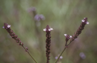 APII jpeg image of Verbena litoralis  © contact APII