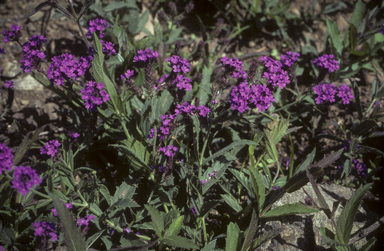 APII jpeg image of Verbena rigida  © contact APII