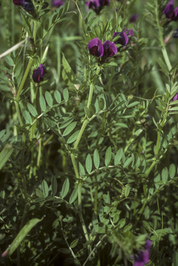 APII jpeg image of Vicia sativa subsp. sativa  © contact APII