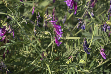 APII jpeg image of Vicia villosa  © contact APII