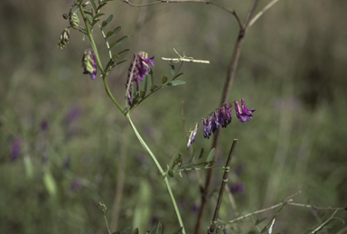 APII jpeg image of Vicia villosa subsp. eriocarpa  © contact APII