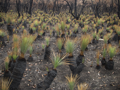 APII jpeg image of Xanthorrhoea australis  © contact APII