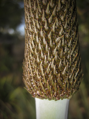 APII jpeg image of Xanthorrhoea glauca  © contact APII