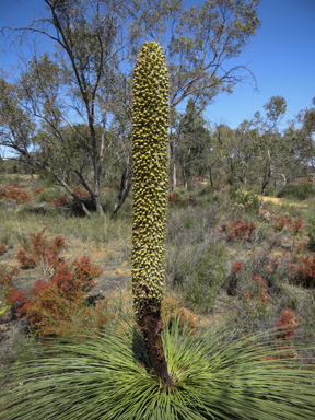 APII jpeg image of Xanthorrhoea glauca subsp. angustifolia  © contact APII