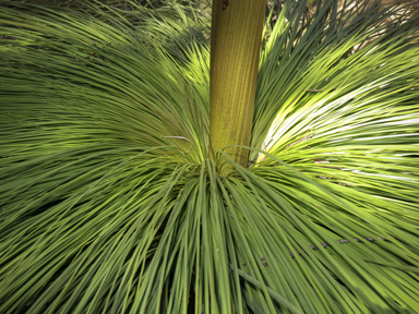 APII jpeg image of Xanthorrhoea glauca subsp. angustifolia  © contact APII