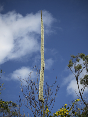 APII jpeg image of Xanthorrhoea latifolia  © contact APII