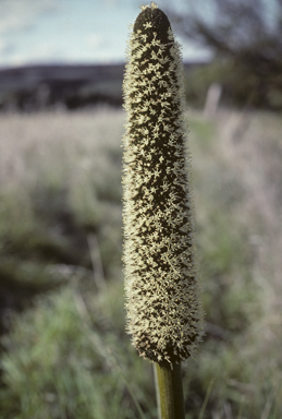 APII jpeg image of Xanthorrhoea quadrangulata  © contact APII