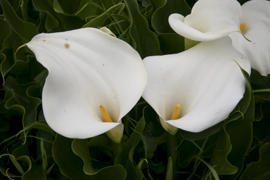 APII jpeg image of Zantedeschia aethiopica  © contact APII