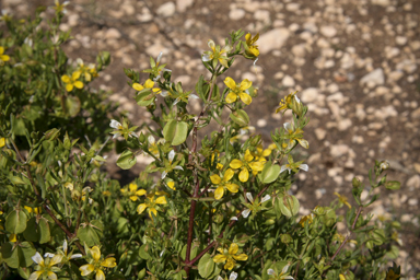 APII jpeg image of Roepera aurantiaca  © contact APII