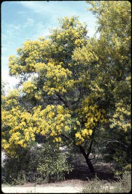 APII jpeg image of Acacia pycnantha  © contact APII