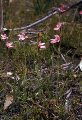 APII jpeg image of Caladenia nana  © contact APII