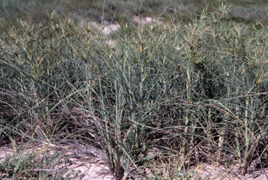 APII jpeg image of Spinifex longifolius  © contact APII