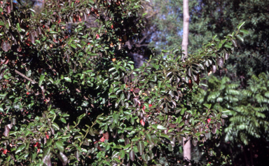 APII jpeg image of Hibiscus insularis  © contact APII