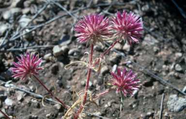 APII jpeg image of Gomphrena canescens  © contact APII