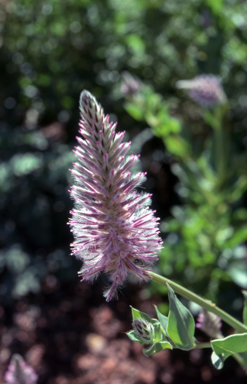 APII jpeg image of Ptilotus exaltatus  © contact APII