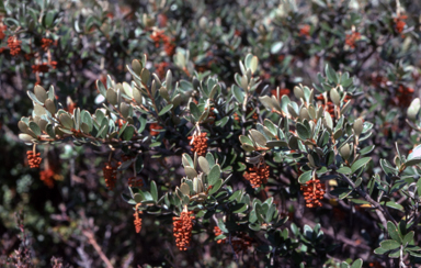 APII jpeg image of Grevillea diminuta  © contact APII