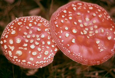 APII jpeg image of Amanita muscaria  © contact APII