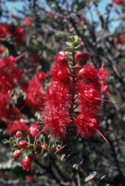 APII jpeg image of Verticordia grandis  © contact APII