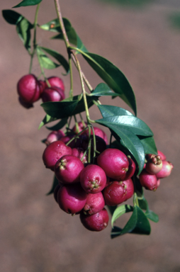 APII jpeg image of Syzygium smithii  © contact APII