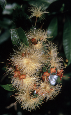 APII jpeg image of Syzygium smithii  © contact APII