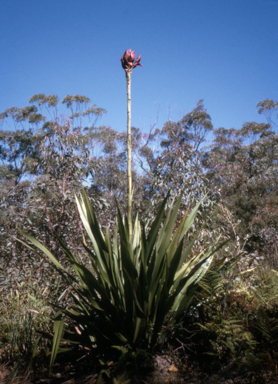 APII jpeg image of Doryanthes excelsa  © contact APII