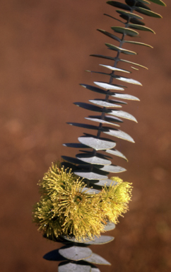 APII jpeg image of Eucalyptus kruseana  © contact APII