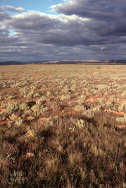 APII jpeg image of Atriplex vesicaria  © contact APII