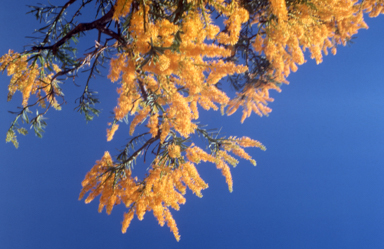 APII jpeg image of Nuytsia floribunda  © contact APII