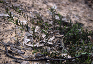 APII jpeg image of Acacia bynoeana  © contact APII