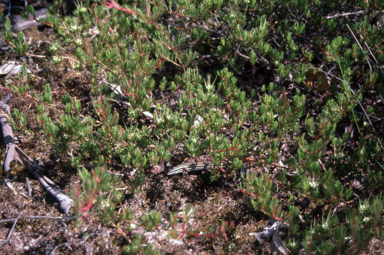 APII jpeg image of Darwinia glaucophylla - fascicularis?  © contact APII