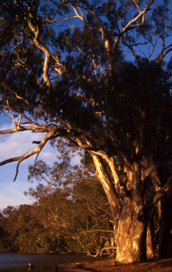 APII jpeg image of Eucalyptus camaldulensis  © contact APII