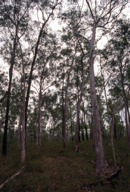 APII jpeg image of Eucalyptus racemosa  © contact APII