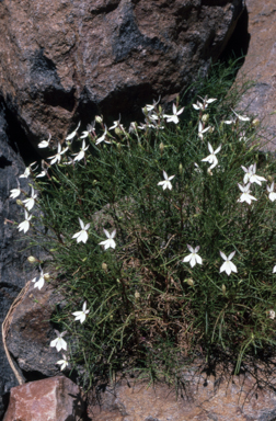 APII jpeg image of Isotoma anethifolia  © contact APII