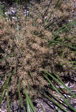 APII jpeg image of Lomandra multiflora  © contact APII