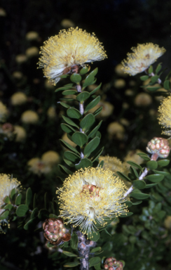 APII jpeg image of Melaleuca megacephala  © contact APII
