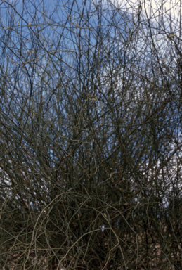 APII jpeg image of Muehlenbeckia cunninghamii  © contact APII