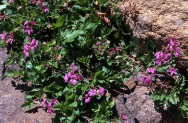 APII jpeg image of Pelargonium rodneyanum  © contact APII
