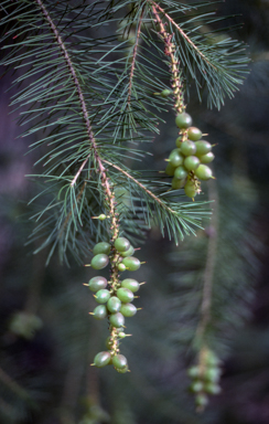 APII jpeg image of Persoonia pinifolia  © contact APII