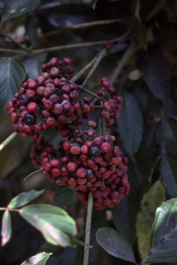 APII jpeg image of Leea novoguineensis  © contact APII