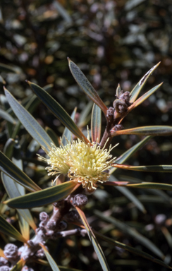 APII jpeg image of Hakea cinerea  © contact APII