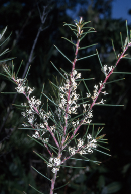 APII jpeg image of Hakea sericea  © contact APII