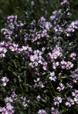 APII jpeg image of Dampiera lanceolata  © contact APII